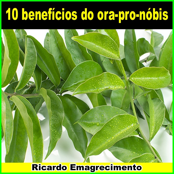 10 benefícios do ora-pro-nóbis para a saúde.