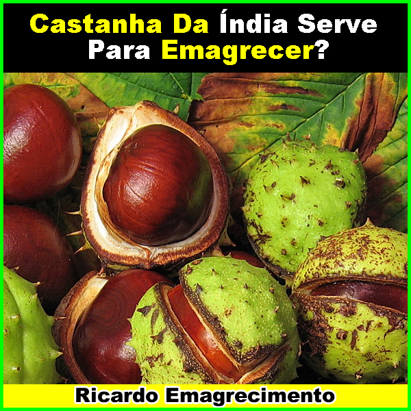 Castanha da índia serve para emagrecer: Saiba o que é? e para que serve?