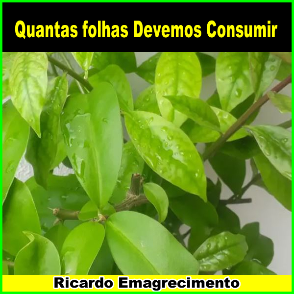 Quantas Folhas De Ora-Pro-Nóbis Devemos Consumir.