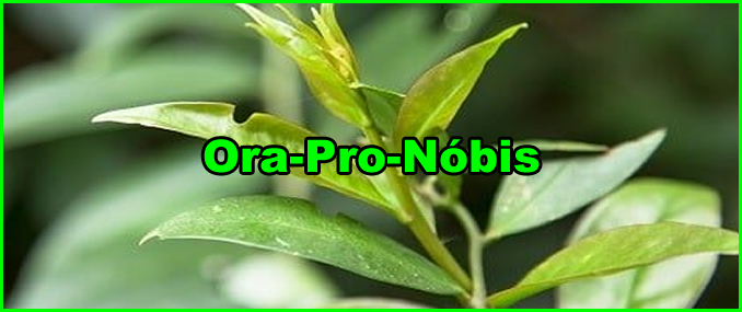 O Que É Ora-Pro-Nóbis? O Que Significa?